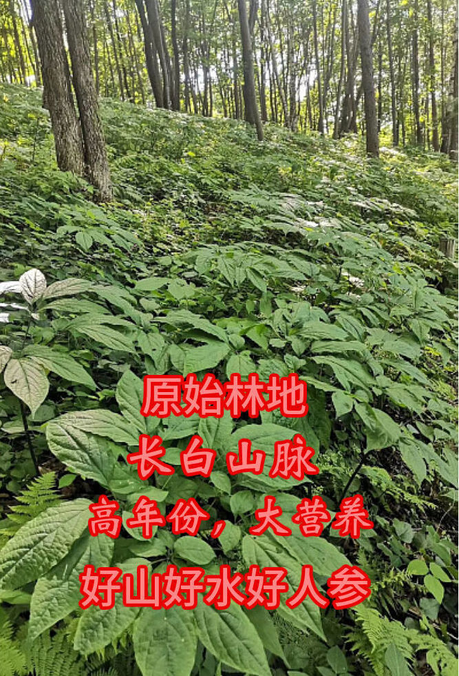 林下参野山参20年鲜人参野生人参泡酒煲汤 18年林下