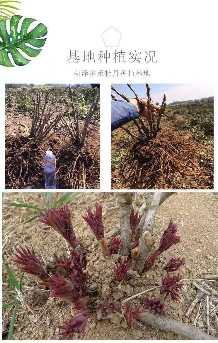 精选绿植正宗牡丹花苗大花盆栽耐寒易活富贵花王洛阳重瓣牡丹庭院带芽