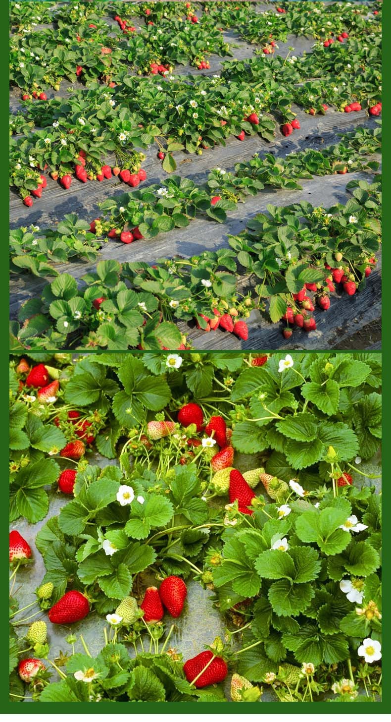 勋诚四季草莓苗奶油红颜草莓秧大棚种植草莓盆栽当年结果新苗带土果苗