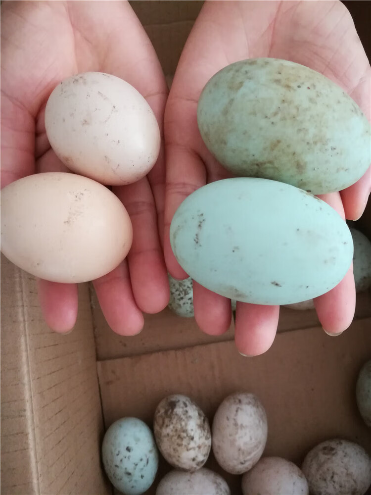 东北农村散养笨鸭蛋新鲜黑龙江农家土鸭蛋特产白壳绿壳健康华海春 30