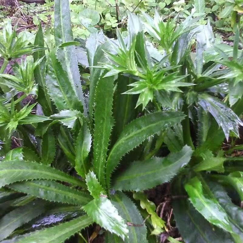 云南德宏特产老缅芫荽泰国香菜刺芫荽新鲜大叶芫荽蘸水早点辅料邮摘种