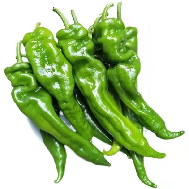 螺丝椒新鲜中辣薄皮香辣青辣椒批发现摘现发非线椒