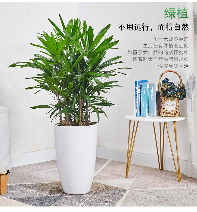 【送货上门】大叶棕竹盆栽中大型室内外观叶植物客厅卧室办公室除甲醛