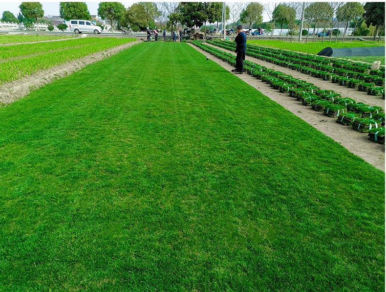 真草皮草坪带泥土地毯草草别墅庭院花园带土绿化马尼拉草坪庭院果岭草