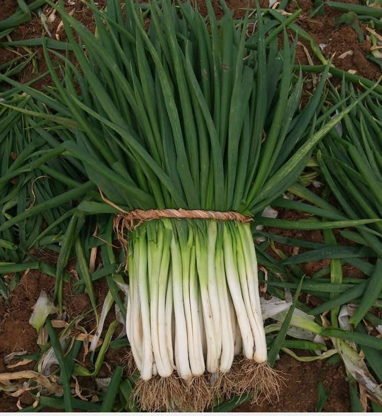 新店河南分葱大葱3斤5斤10斤一捆香葱小香葱5斤香葱筷子大小