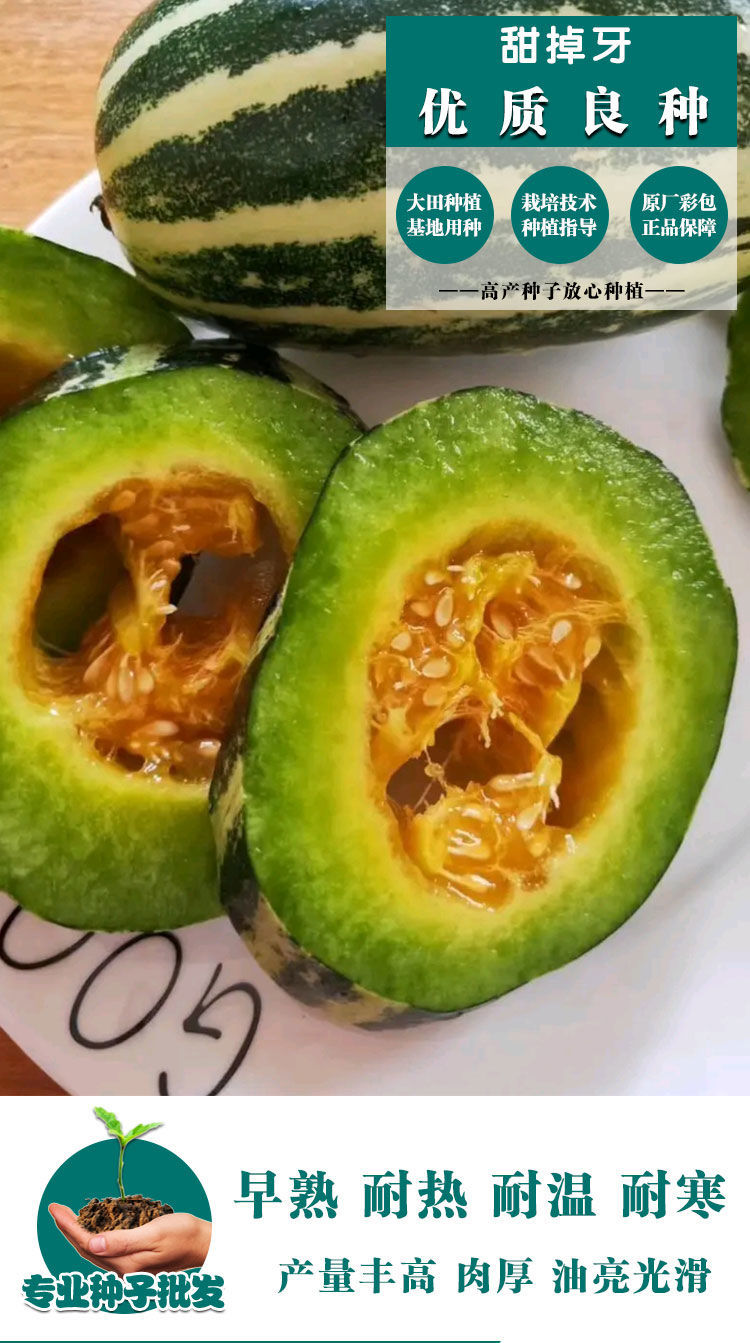 颜集卉甜掉牙甜瓜种籽香瓜种子超甜花皮酥脆四季瓜果水果种子蔬菜籽种