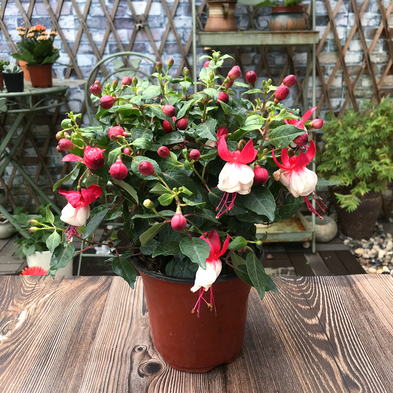 倒挂金钟盆栽吊钟海棠藤本灯笼花耐半阴花卉花期长粉壳白心单瓣大盆不