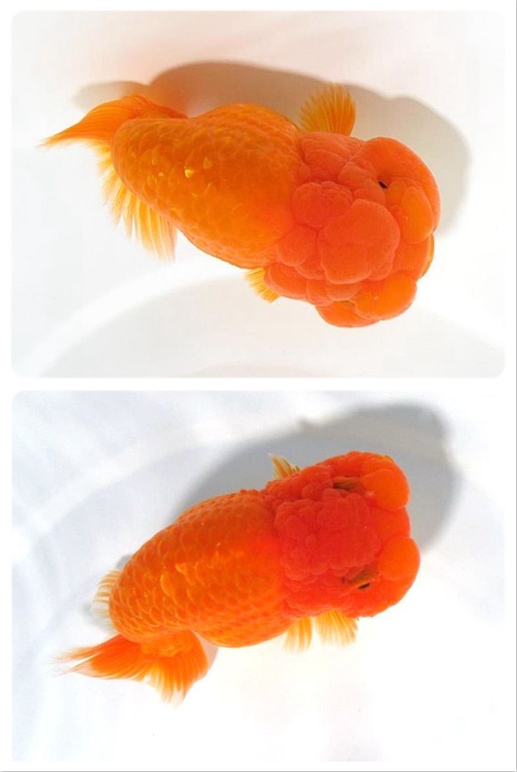 赛级娃娃脸兰寿金鱼活鱼精品观赏鱼冷淡水族宠物招财兰寿奶牛活体金鱼