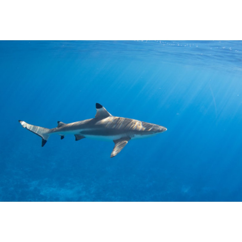 【京选推荐】鲨鱼活体蓝鲨淡水鲨小型鲨鱼活鱼热带观赏鱼凶猛成吉思汗