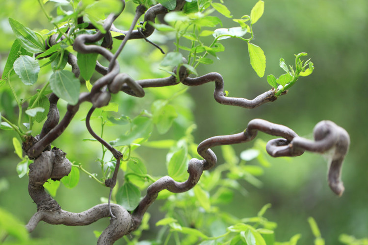 龙须枣树盆栽盆景蟠龙树树苗南北方种植新奇植物 十公分 81cm(含)-110