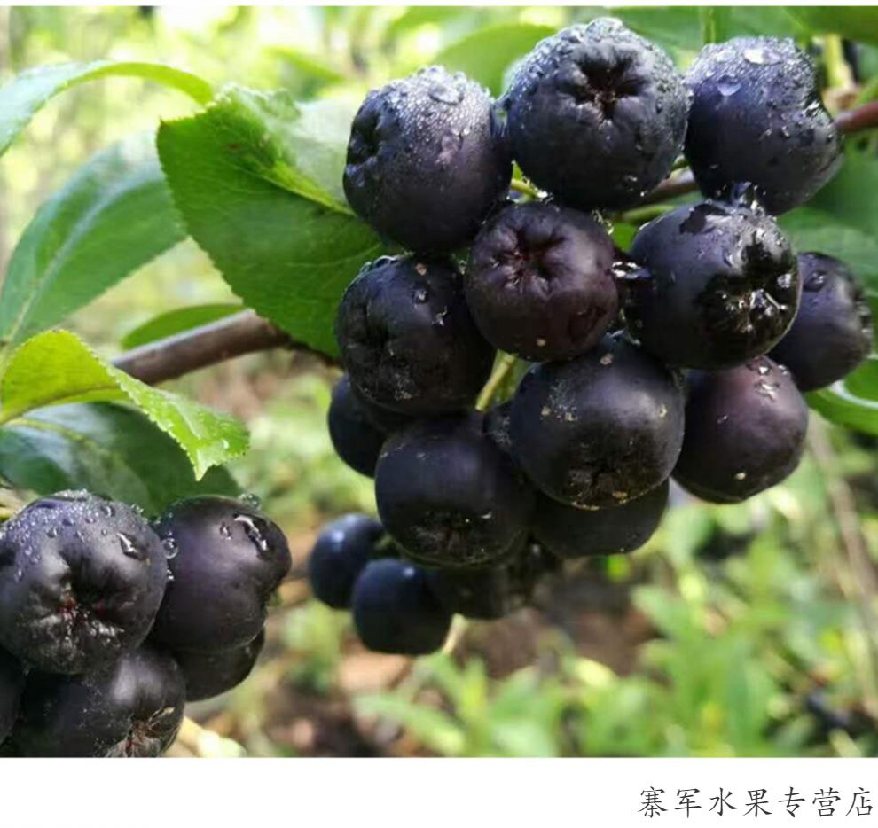 2021黑果花楸果鲜果 大连瓦房店产地直发天然现摘鲜果酵素果酒专用