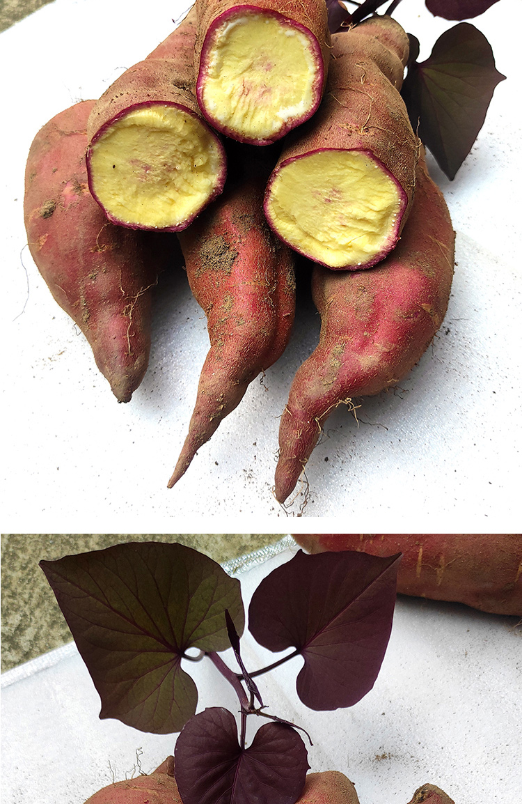 媚调 广州南沙一点红番薯 新鲜现挖冰淇淋紫心 花心粉糯香甜 农家自种