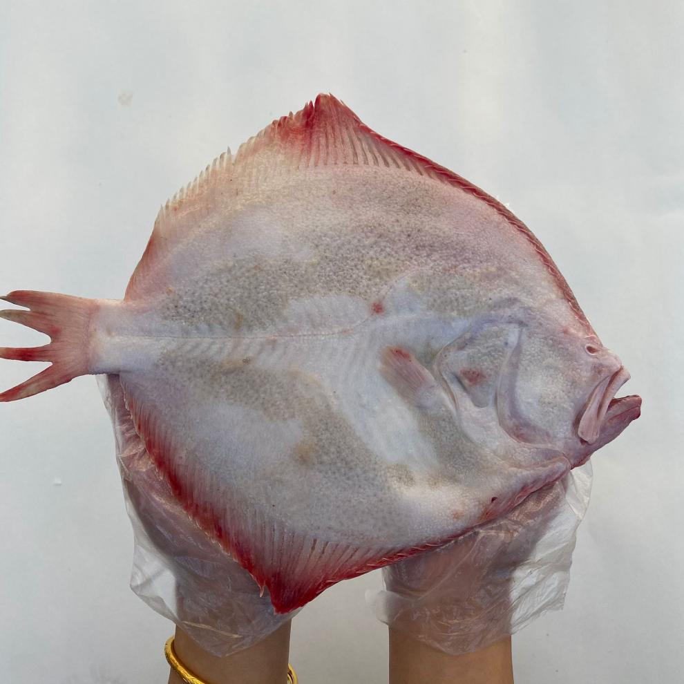 魃鲜多宝鱼600左右海鲜特大水产比目鱼新鲜大菱平鱼鸦片鱼海鱼中秋