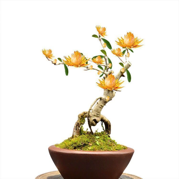 炫紫檀香【包开花】死苗包赔 三年半苗买一颗 一颗明年开花【图片