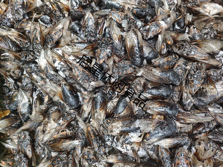 知了猴 多规格 精选速冻黑蝉老蝉 成蝉食用 黑知了新鲜 节流姐知了猴