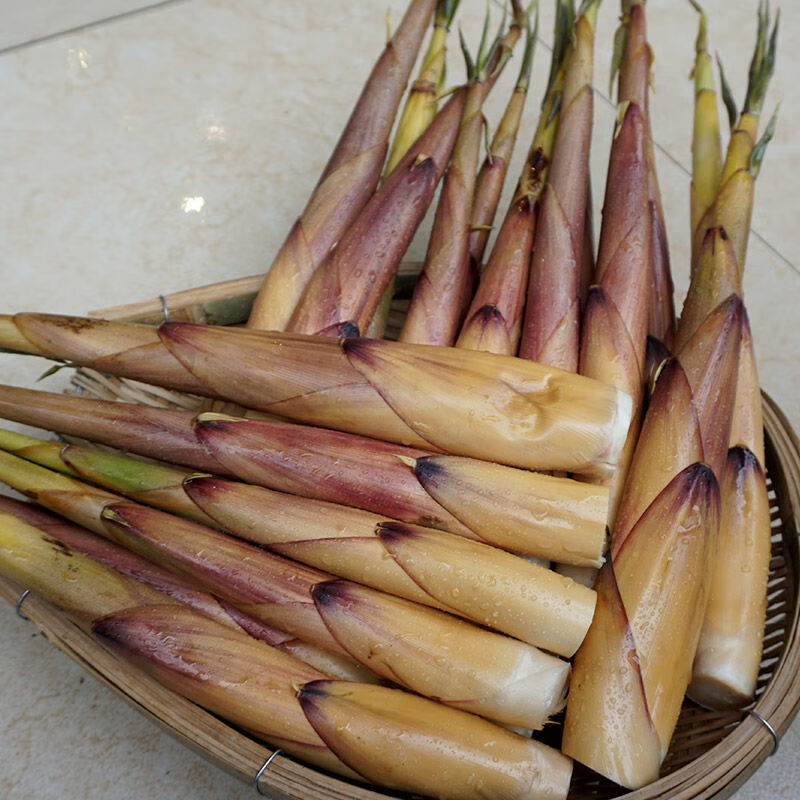 现发野生新鲜苦笋四川乐山甜竹笋春笋子苦竹笋嫩笋带壳小笋7斤