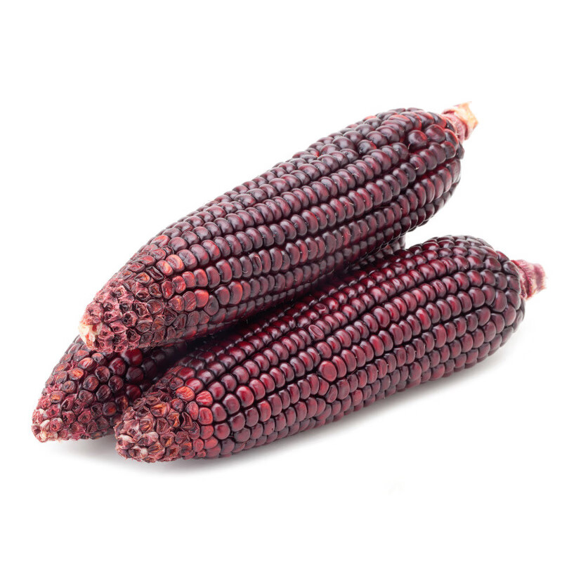 千特原厂包装红香糯玉米种子 早熟粗杆糯玉米籽高产香糯甜农家秋 原厂