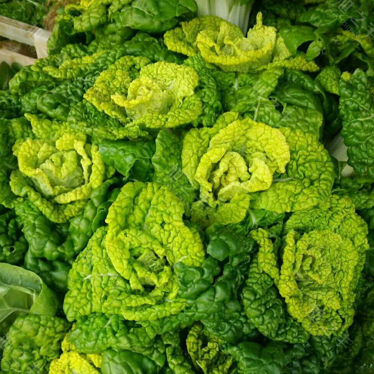 黄心乌种子塌地乌黄心菊花菜乌塌菜皱叶小白菜农家庭院蔬菜种子 黄心