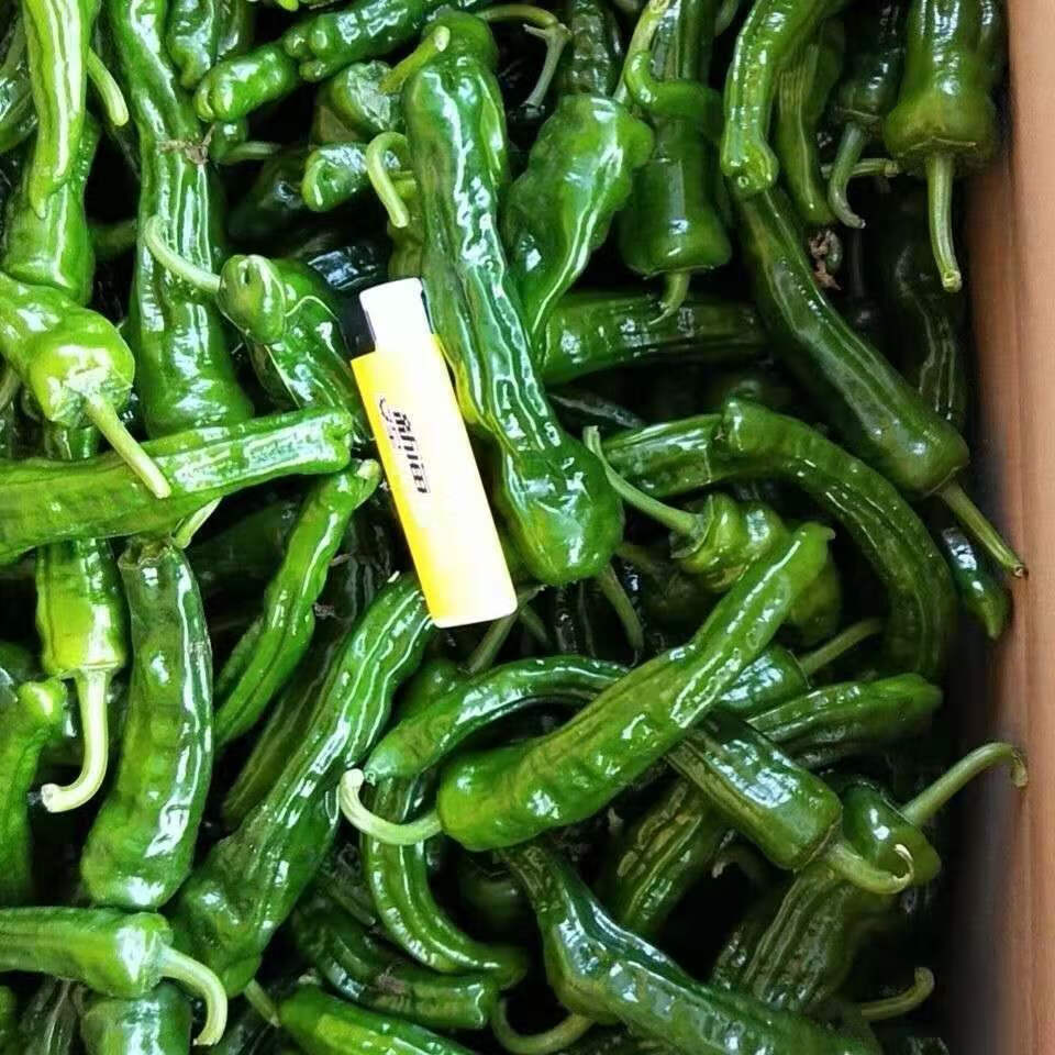 【产地直发】特辣辣椒新鲜青辣辣小皱皮辣椒批发薄皮青椒新鲜蔬菜_椒