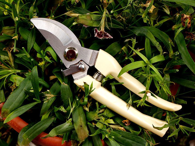 澜墨花剪修枝剪树枝剪刀园艺剪刀粗枝剪园林果树剪五金工具摘果剪弯头