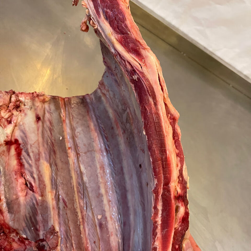 新鲜黄膘牛排骨原切内蒙古直发草地牛现杀肥瘦相间黄牛肉特瘦清真牛肋