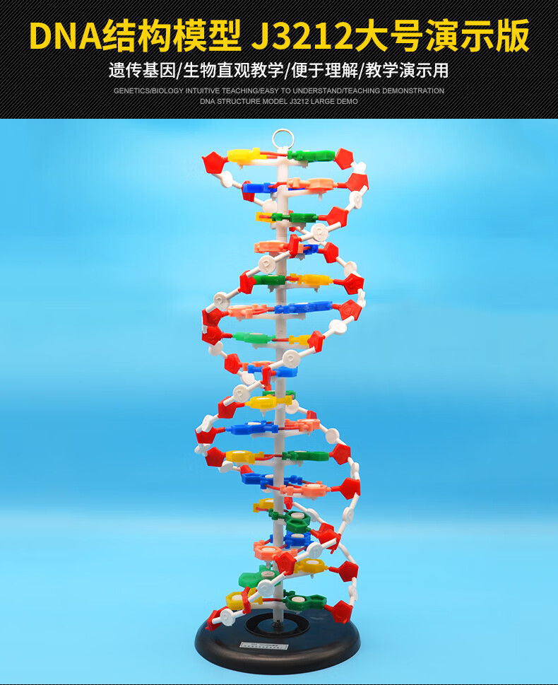 腾澜 模型dna双螺旋结构模型组件拼接遗传基因和变异生物实验diydna双
