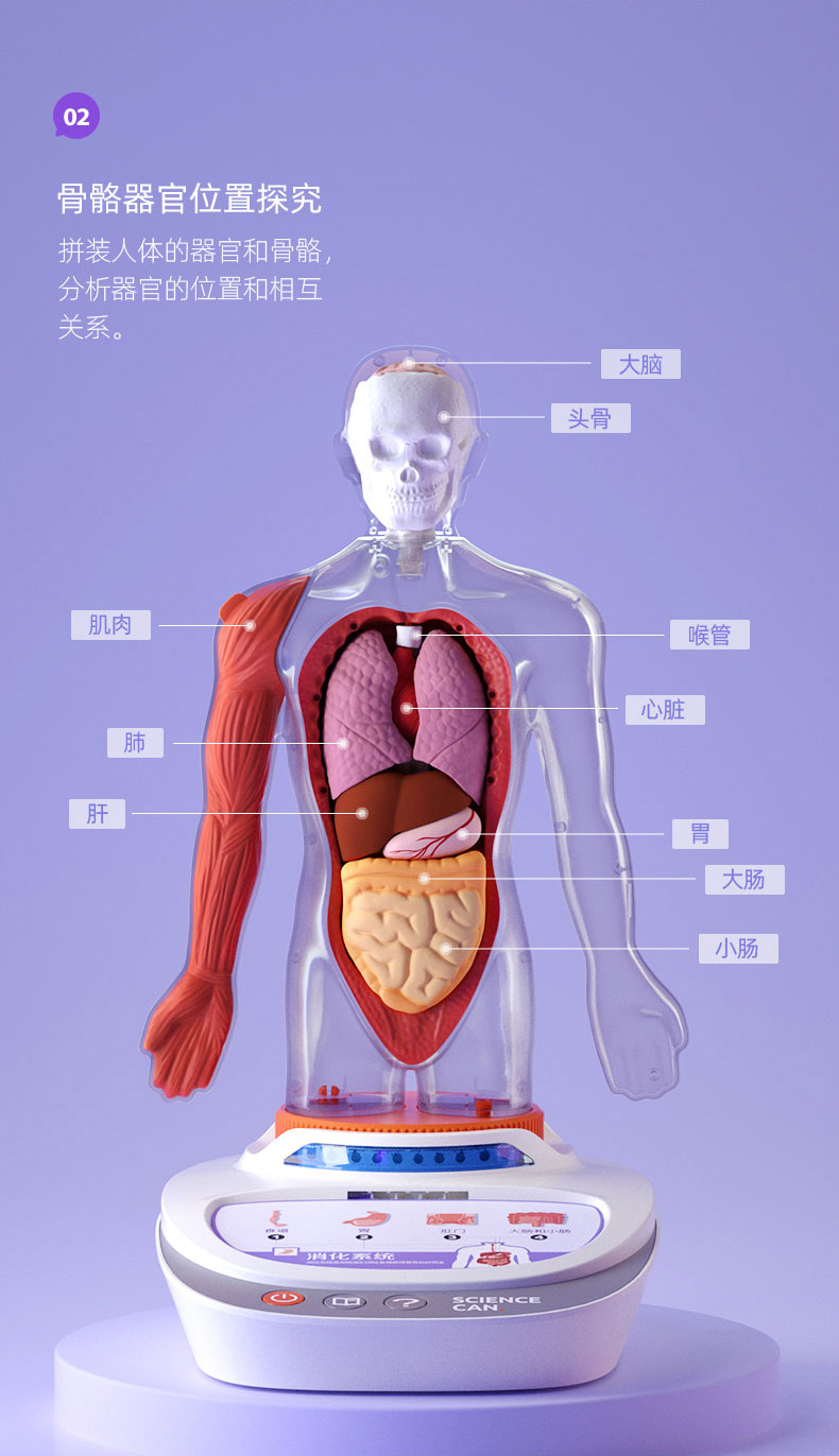 远燕diy儿童生物科学实验套装人体模型器官拆装身体百科语音早教steam