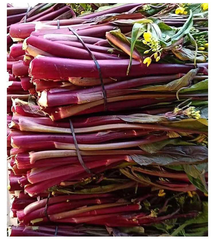 红菜苔种子种孑籽菜种苔菜广东菜心菜薹菜籽苗秋冬季