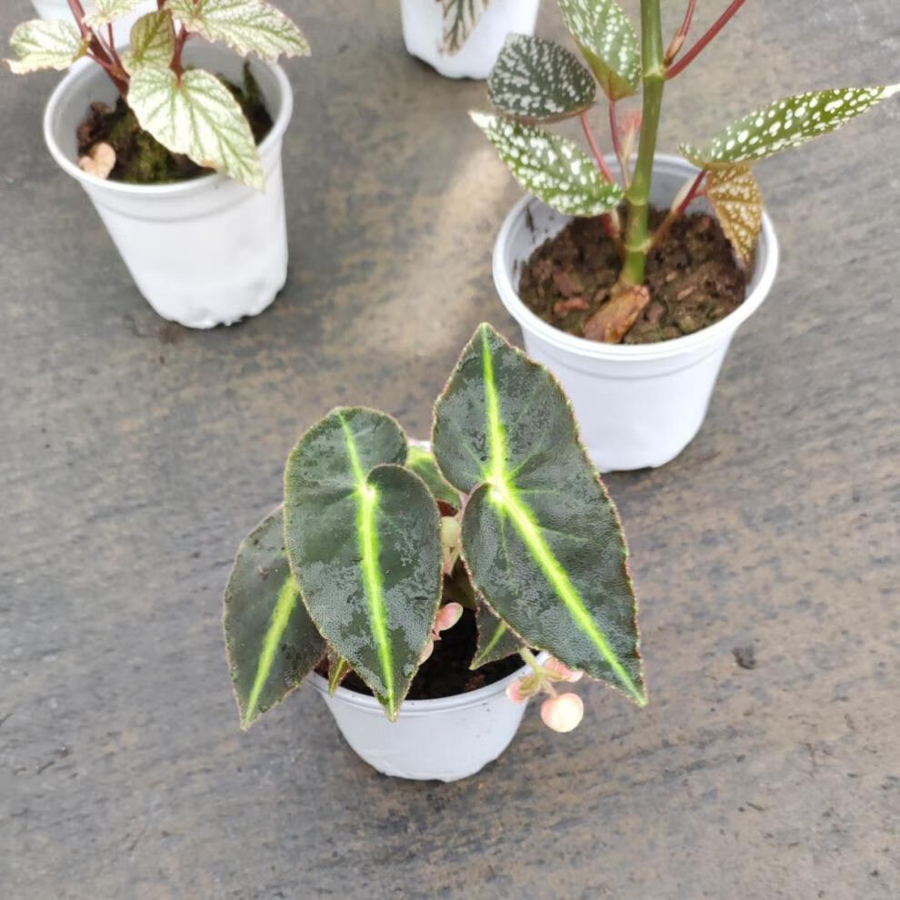 秋海棠盆栽 秋海棠组合 鳟鱼富士山海威华丽粉旗鱼猫眼大王 枫叶 橙