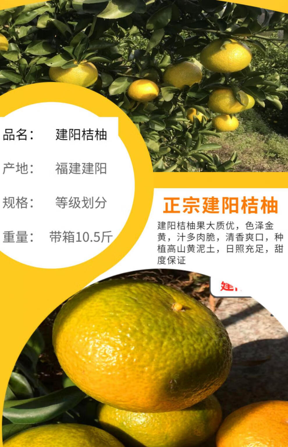【礼盒装】福建建阳桔柚甜心橘柚 10斤新鲜冰糖柚子阳光一号会昌庆元