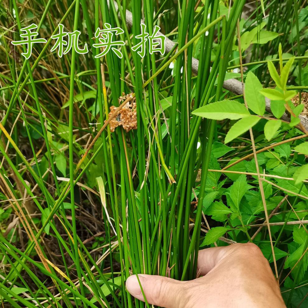 北京同仁堂 灯芯草中药清热清火煲汤中药材灯心草虎须草龙须草水灯