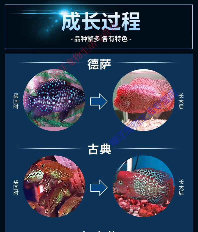 瑾伦罗汉鱼鱼苗活体起头大苗红马亚成热带观赏鱼小型淡水鱼好养活高