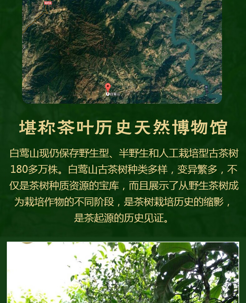 2017年早春茶明前白莺山200年古树生茶饼云南普洱茶生茶七子饼茶