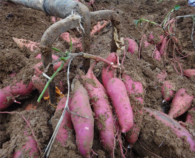 河南地瓜白心红薯现挖番薯买五斤送五斤发10斤