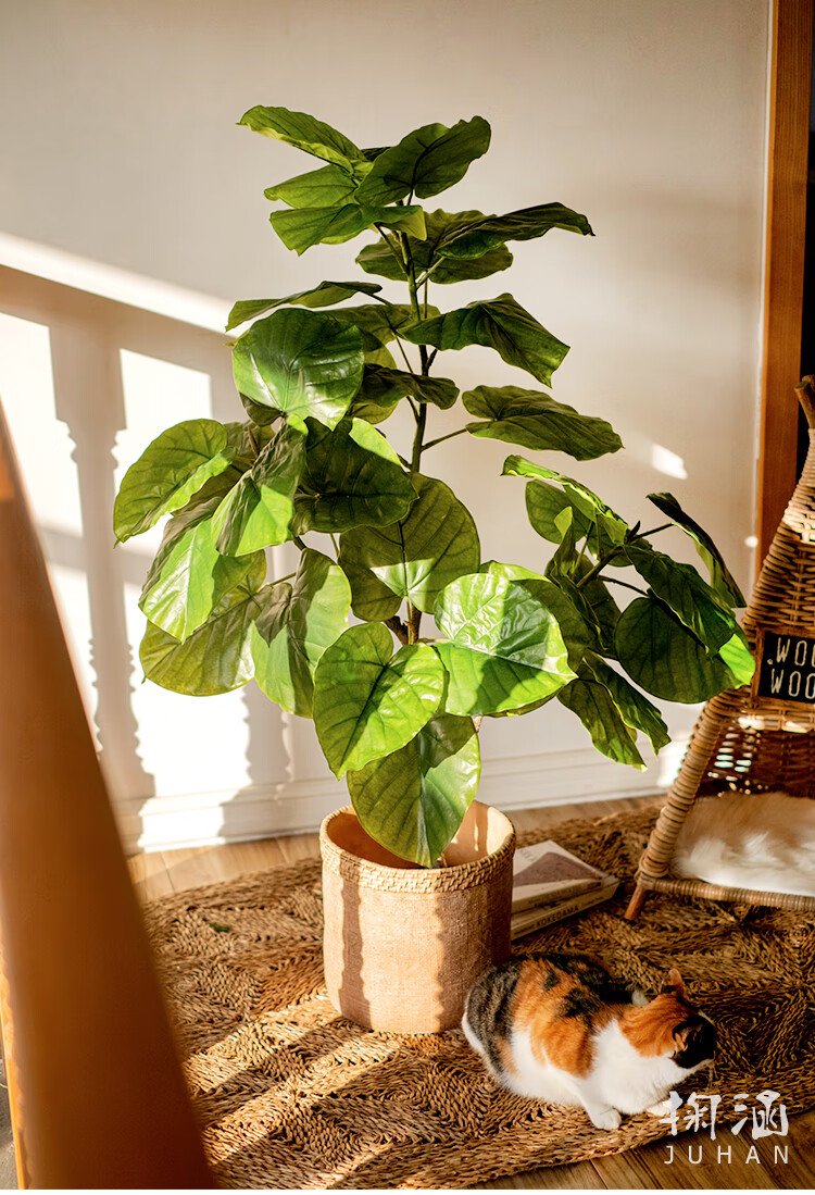 掬涵大型仿真大型绿植心叶榕植物盆景网红落地摆件客厅民宿北欧盆栽