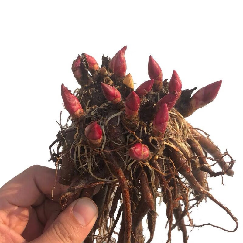 多年生芍药芍药花苗耐寒重瓣观赏种根芍药根块庭院盆栽室内室外地栽