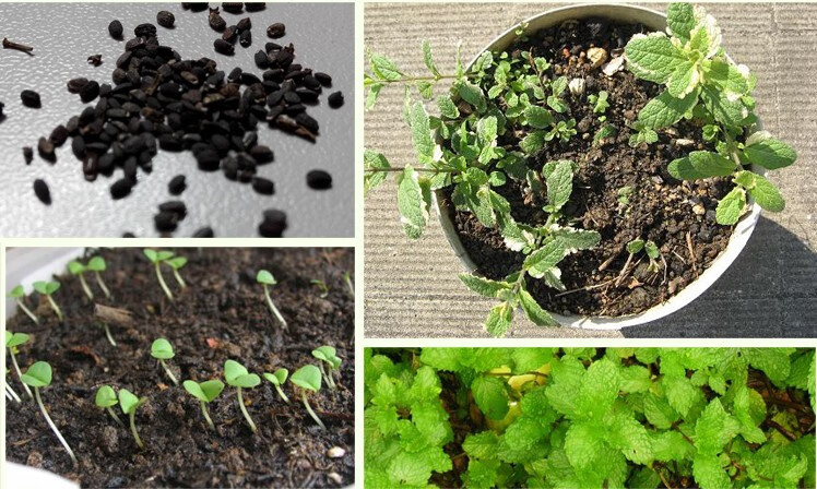 清凉薄荷驱蚊草食用柠檬猫薄荷种子阳台盆栽四季播花草种子普通食用