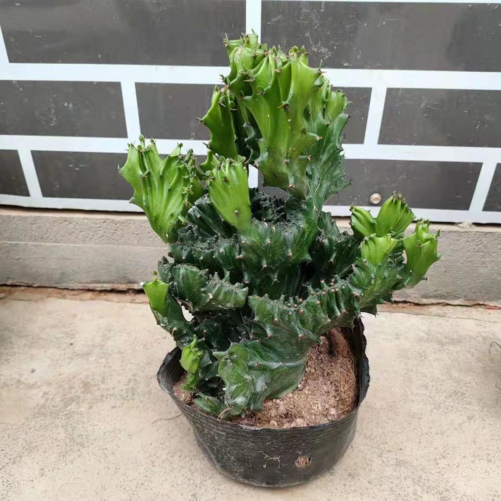 玉麒麟盆栽 多肉盆栽超大颗仙人掌植物五指山万重山花卉 精品五指山