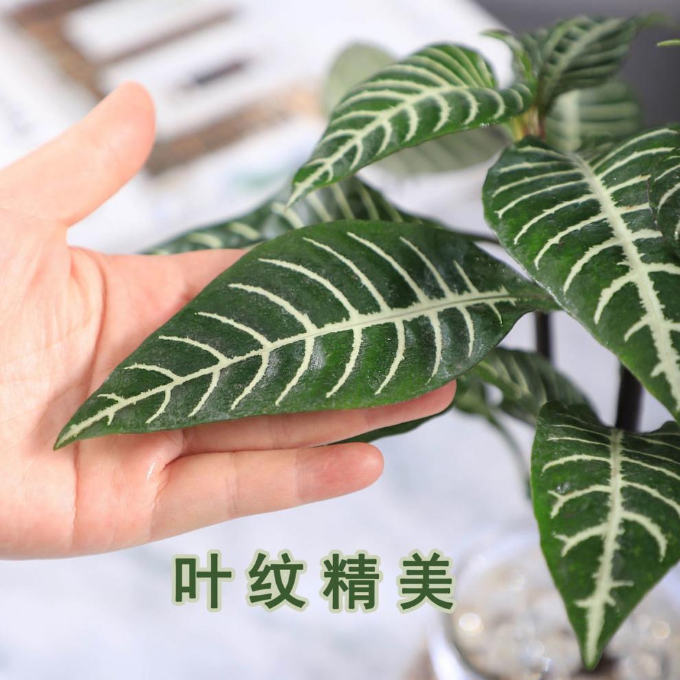 雪景木水培植物室内绿植花卉盆栽好养水养易活四季客厅花一棵雪景木不