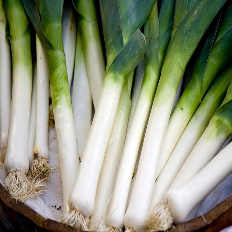 红头香蒜红头蒜一年四季三茬连续均可种植蒜苗种籽蒜种子硬叶蒜苗 红