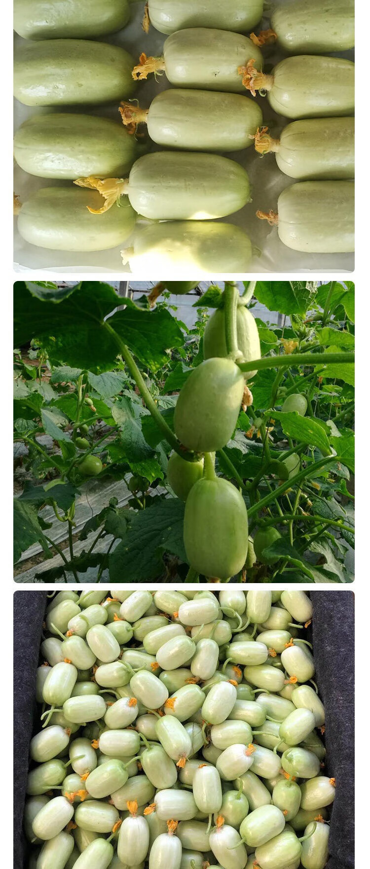 玉女水果黄瓜新鲜拇指小黄瓜现摘孕妇吃蔬菜鲜嫩爽口迷你小青瓜 1斤装