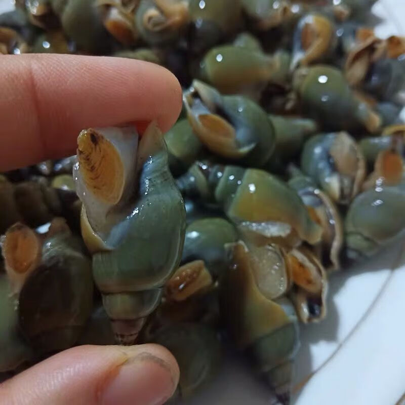 翡翠螺新鲜冷冻小海螺贝类海鲜水产青螺冷冻鲜活海锥顺丰空运6斤装