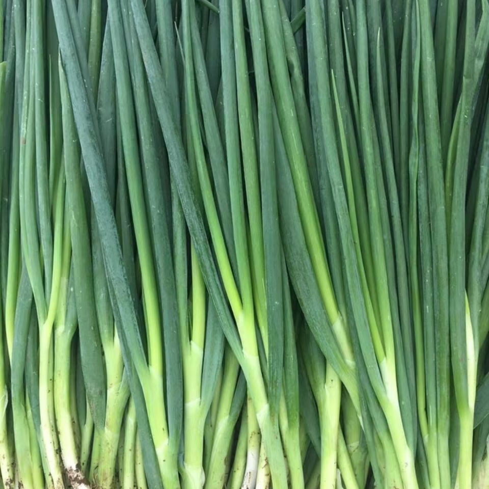 东北小葱新鲜现摘现发东北蘸酱菜农家自种绿色蔬菜葱空运东北小葱2斤