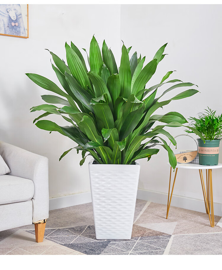 巴西铁盆栽青叶也门铁盆景铁树客厅走廊室内外植物吸常绿花卉 单杆高