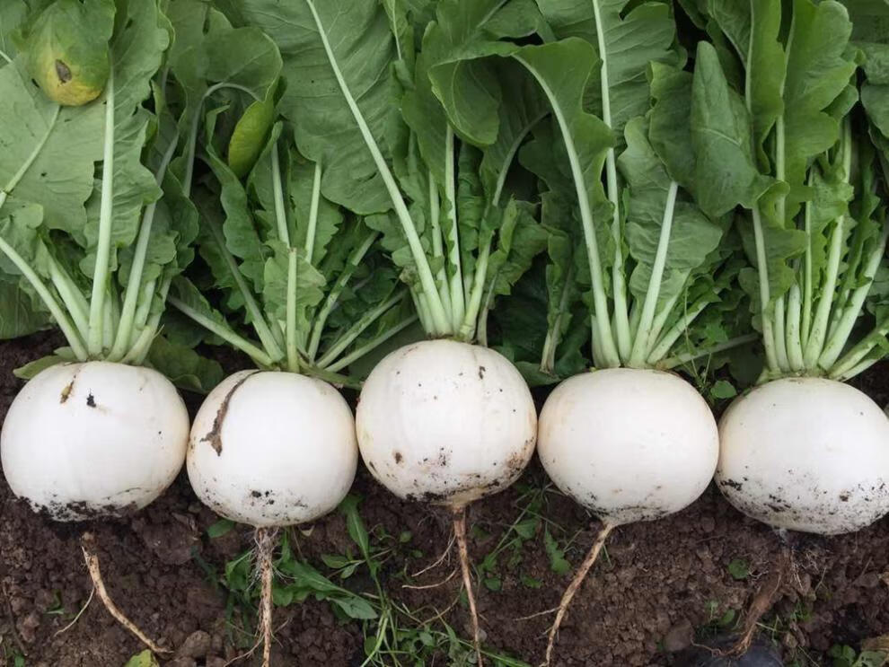 秋雪大白圆萝卜种子白皮白肉罗卜籽水果四季盆栽农家春季秋耐热种