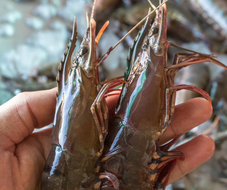 lism黑虎虾黑节虾黑草虾金刚虾东山岛海鲜活冻黑斑节虾鲜活大老大号