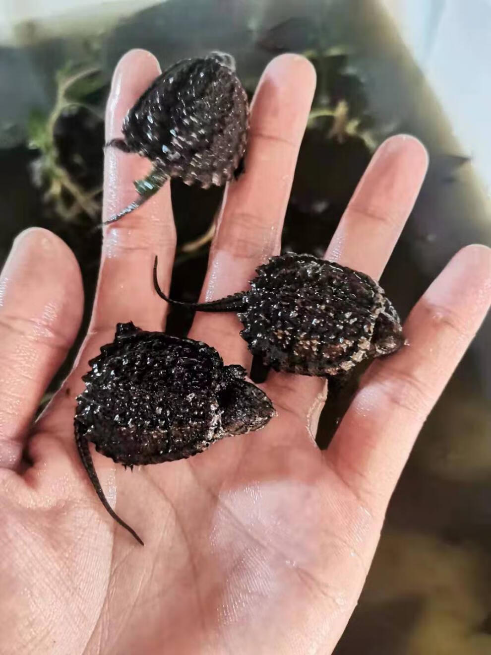 荣郁杂佛北美小鳄龟苗便宜活物乌龟爆刺凶猛宠物龟龟幼苗大的淡水 3-4