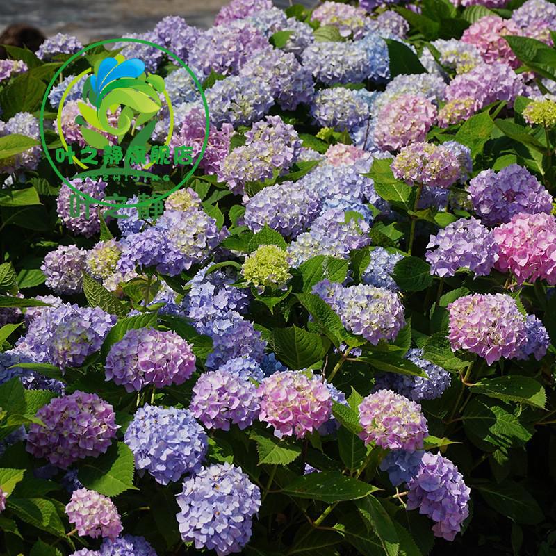 耐寒无尽夏八仙花绣球花苗盆栽花卉观花植物室内花卉四季开花绿宝石2