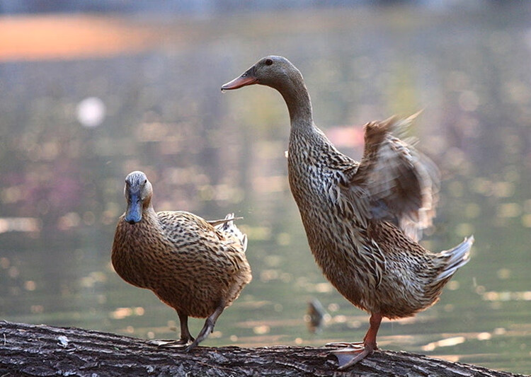 腊鸭子整只5斤安徽特产农家六安风干大咸鸭鸭肉自制腊肉江西板鸭豚鸭
