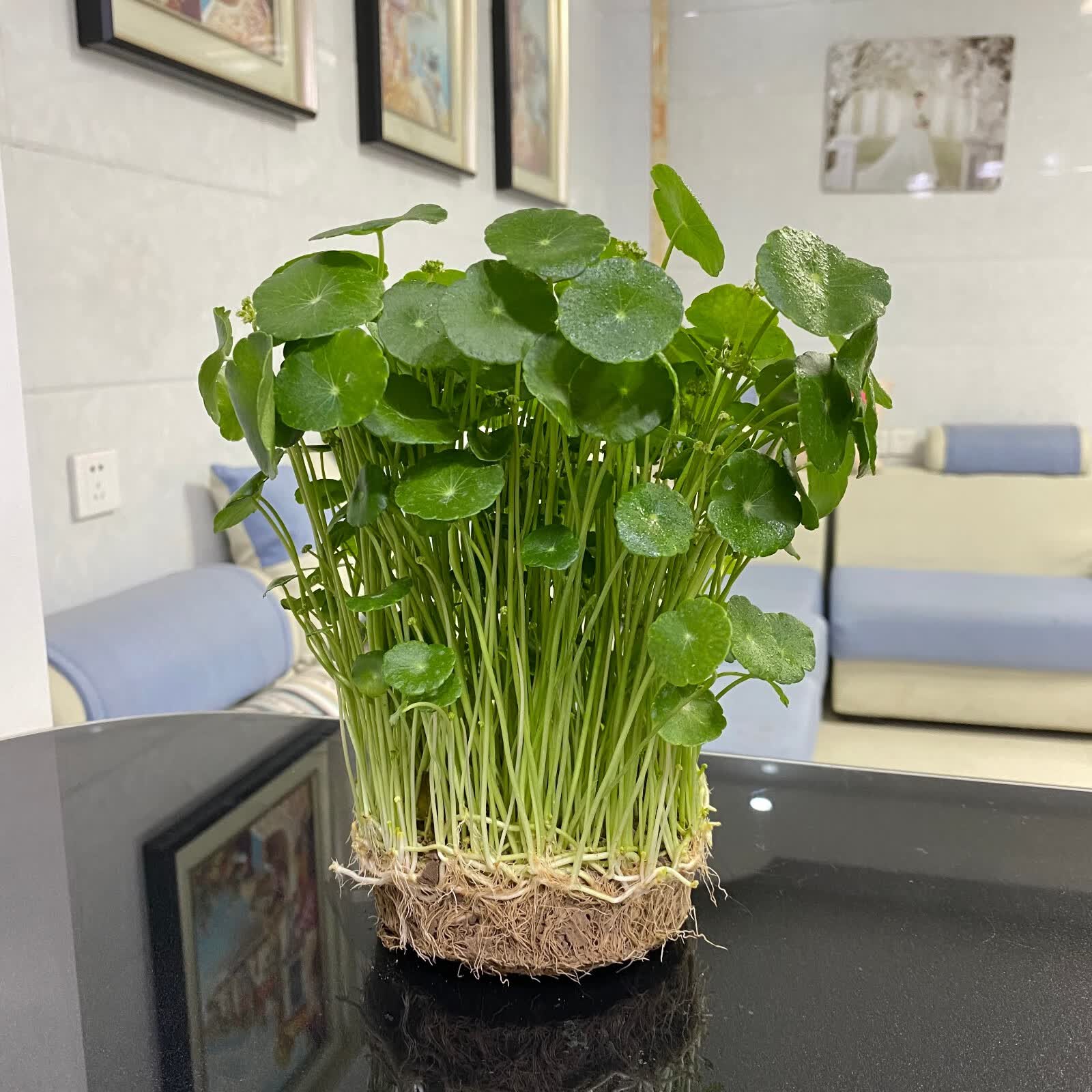 植物 铜钱草 水生水培水养 铜钱草盆栽 水葫芦苗浮萍 水芙蓉 凤眼莲